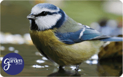 GC Blue Tit